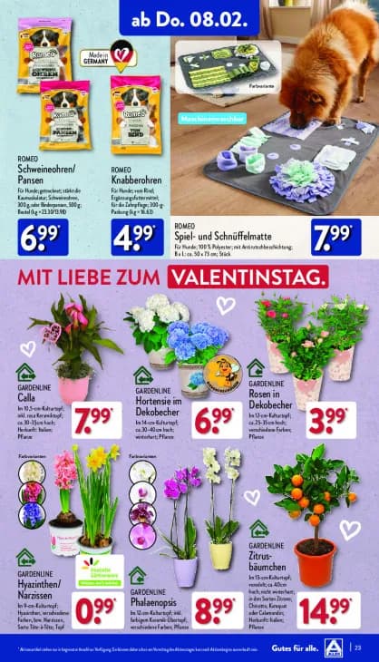 Hyazinthen/Narzissen