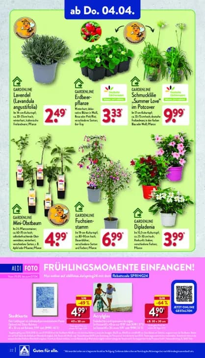 Lavendel (Lavandula angustifolia)