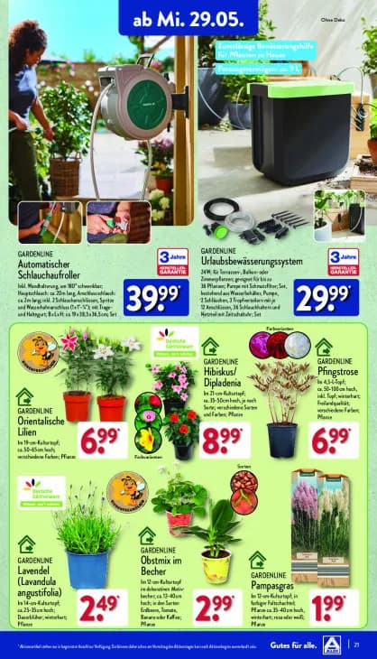 Lavendel (Lavandula angustifolia)