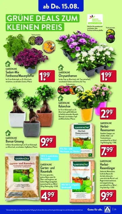 Sedum-Mix Fetthenne/Mauerpfeffer