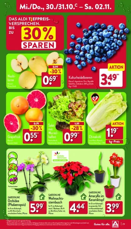 Weihnachtssternbusch