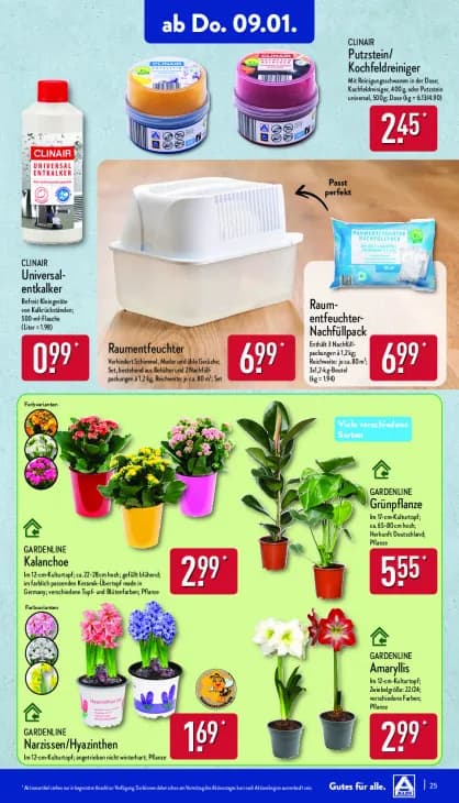 Narzissen/Hyazinthen