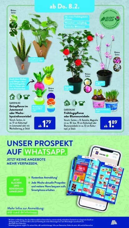 Grünpflanze im Jutemantel oder Wachs-hyazinthenzwiebel