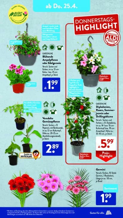 Dipladenien, Rosen, Sommerjasmin oder Drillingsblume