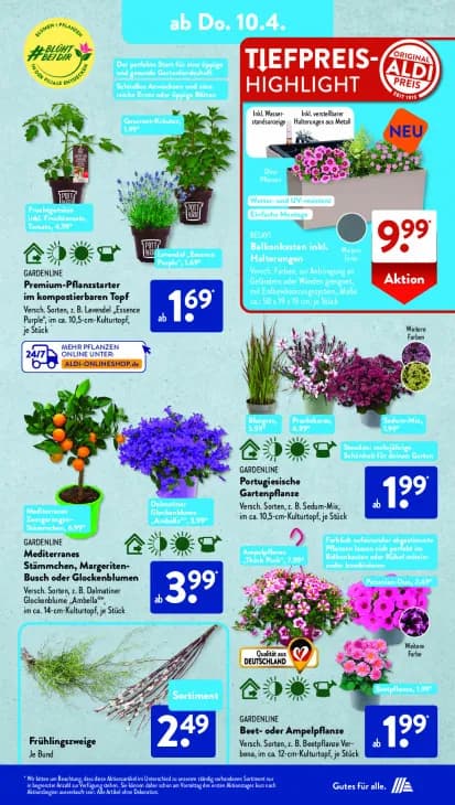 Mediterranes Stämmchen, Margeriten-Busch oder Glockenblumen