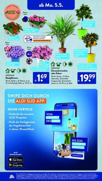 Zitrusstämmchen oder Palme