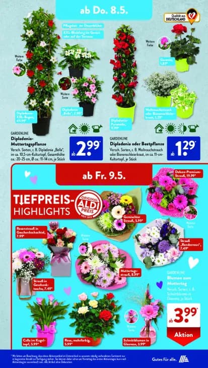 Weihrauchstrauch oder Bienenschleierkraut