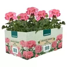 Beet- & Balkonpflanzen, Geranie rosa