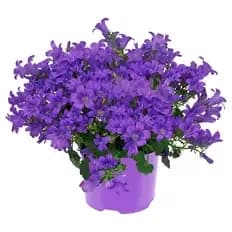 Campanula, Blau