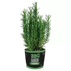 Grill- und Cocktailkräuter, Rosmarin